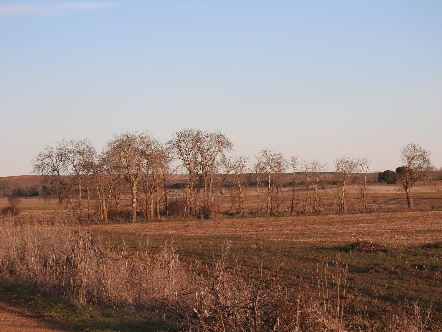 Quintanilla del Molar (2025). Censo de dormideros de milano real (Milvus milvus) en Valladolid