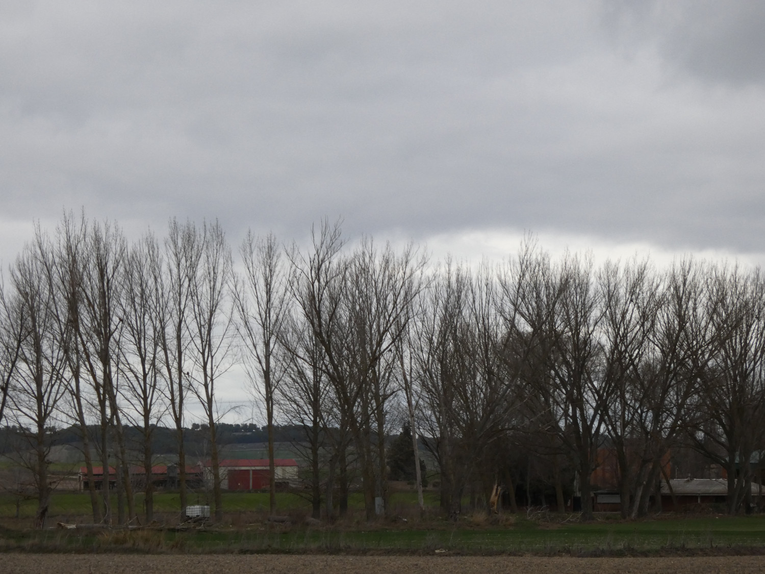 Torrelobatón (2025). Censo de dormideros de milano real (Milvus milvus) en Valladolid