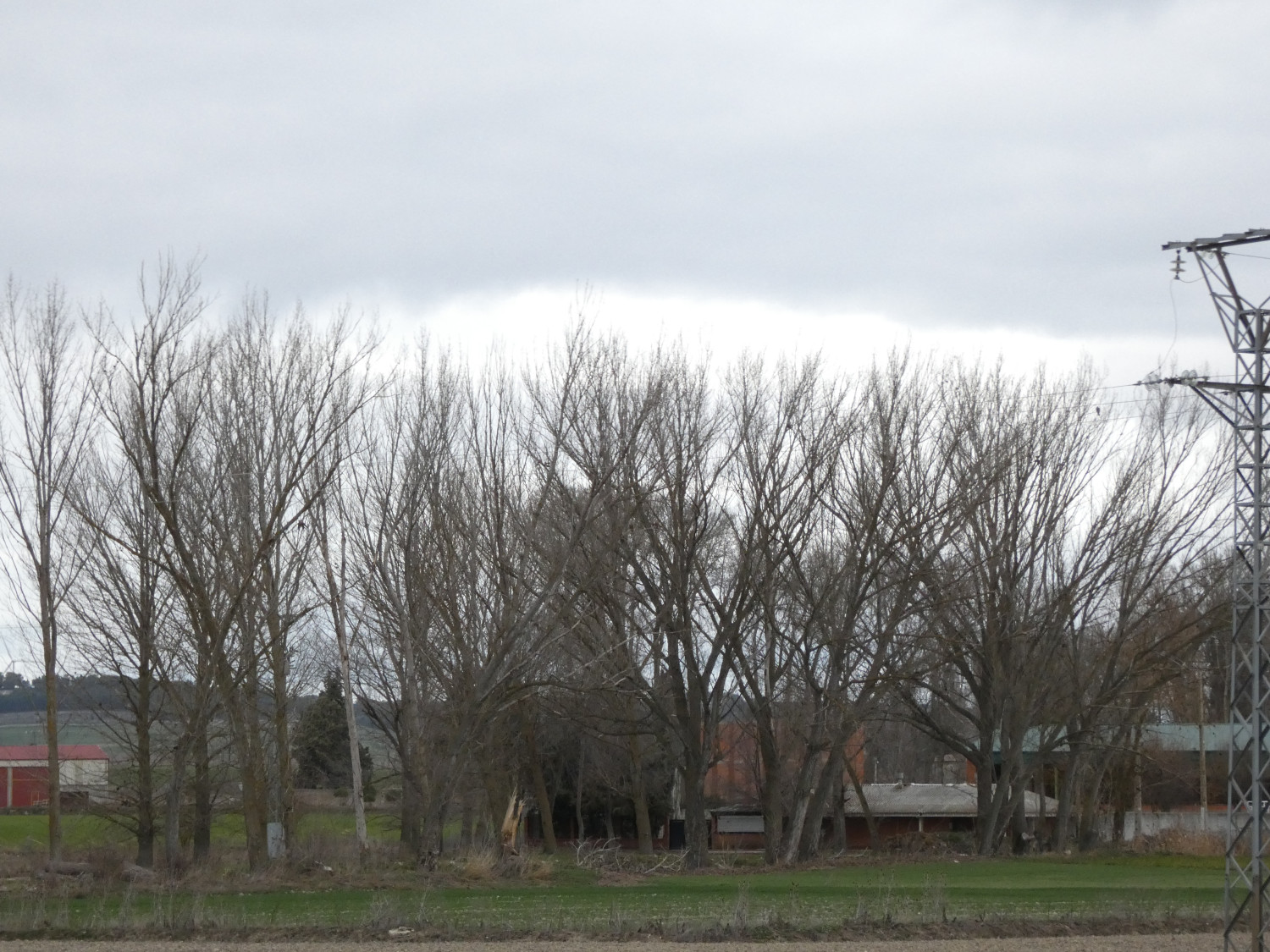 Torrelobatón (2025). Censo de dormideros de milano real (Milvus milvus) en Valladolid