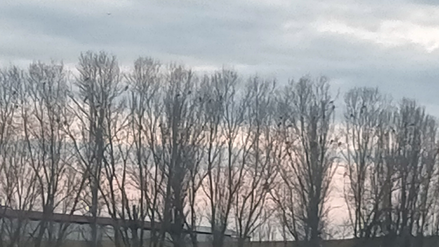 Fuensaldaña (2025). Censo de dormideros de milano real (Milvus milvus) en Valladolid