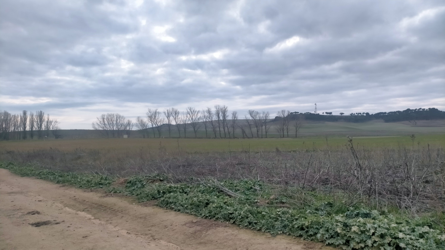 Fuensaldaña (2025). Censo de dormideros de milano real (Milvus milvus) en Valladolid