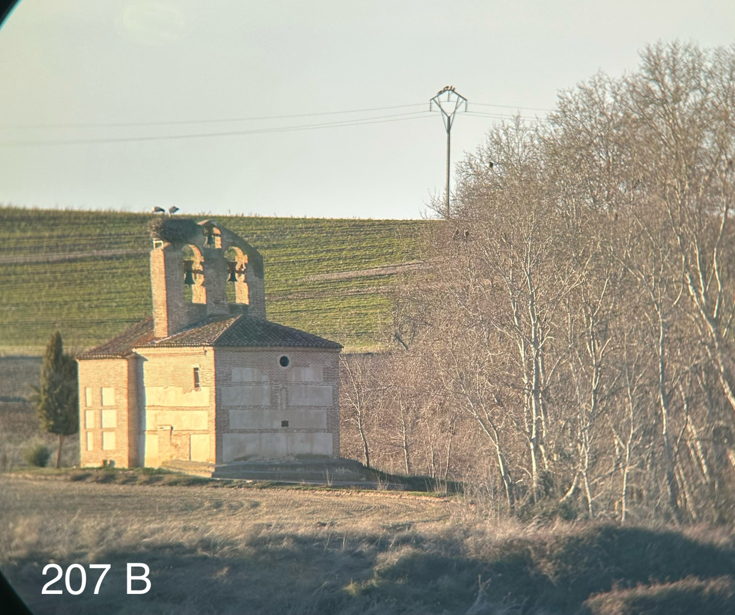 Medina del Campo (2025). Censo de dormideros de milano real (Milvus milvus) en Valladolid