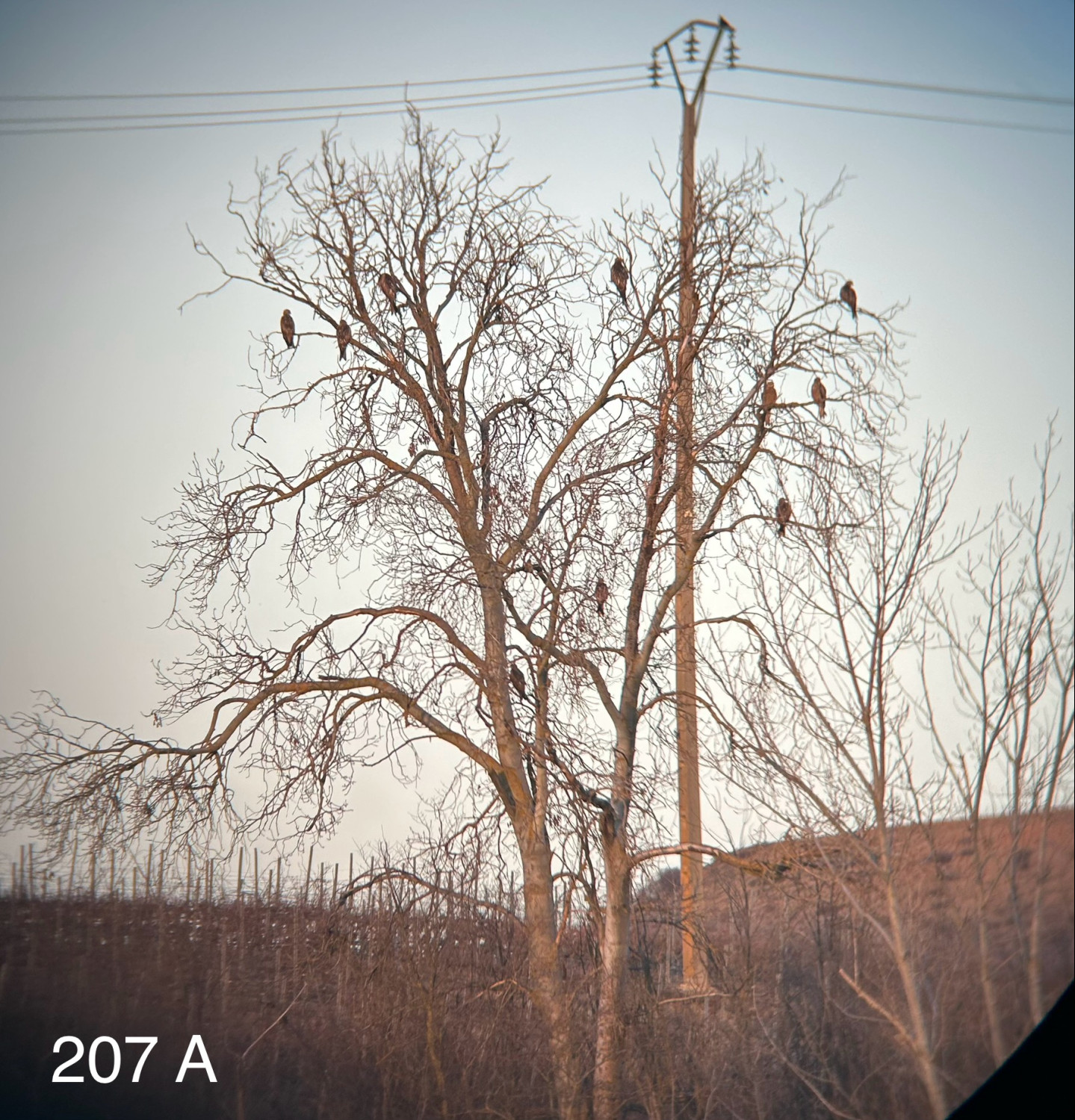 Medina del Campo (2025). Censo de dormideros de milano real (Milvus milvus) en Valladolid