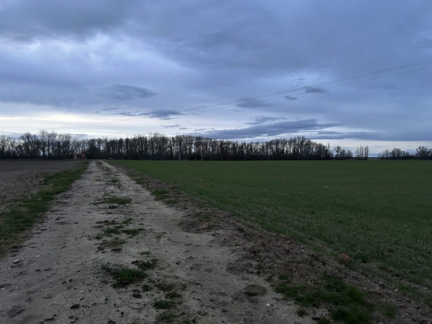 Fresno El Viejo (2025). Censo de dormideros de milano real (Milvus milvus) en Valladolid