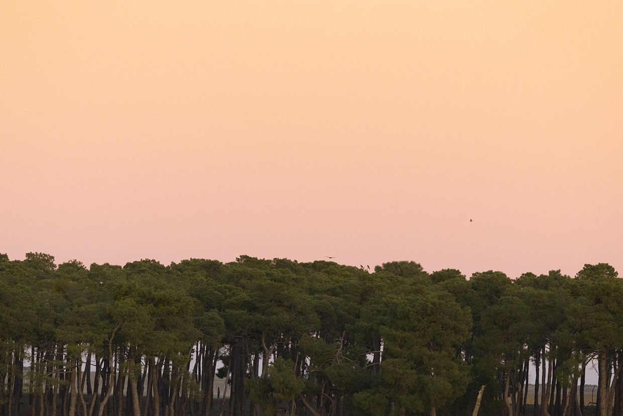 Muriel de Zapardiel (2025). Censo de dormideros de milano real (Milvus milvus) en Valladolid